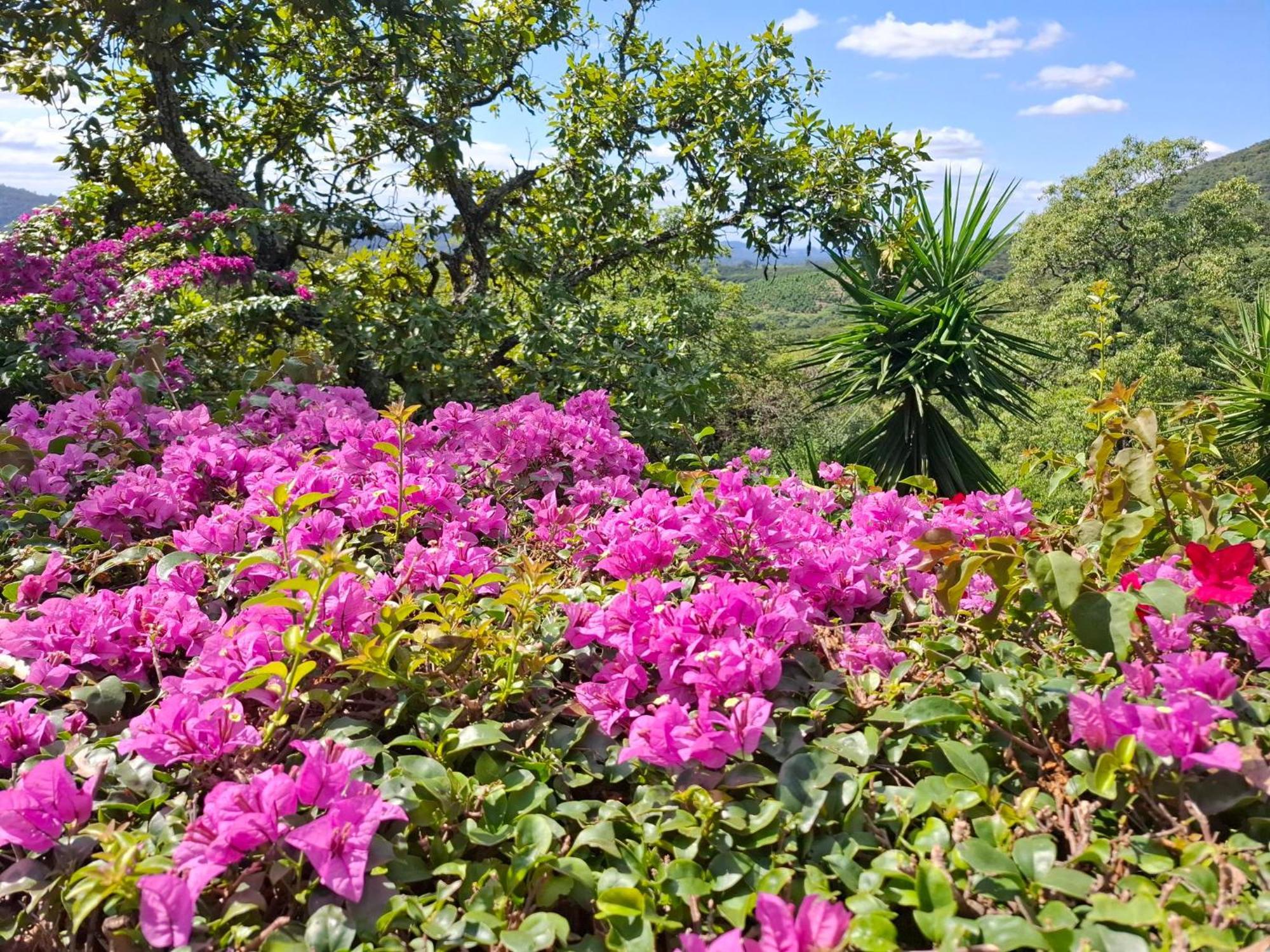 האזיביו Chestnut Country Lodge מראה חיצוני תמונה